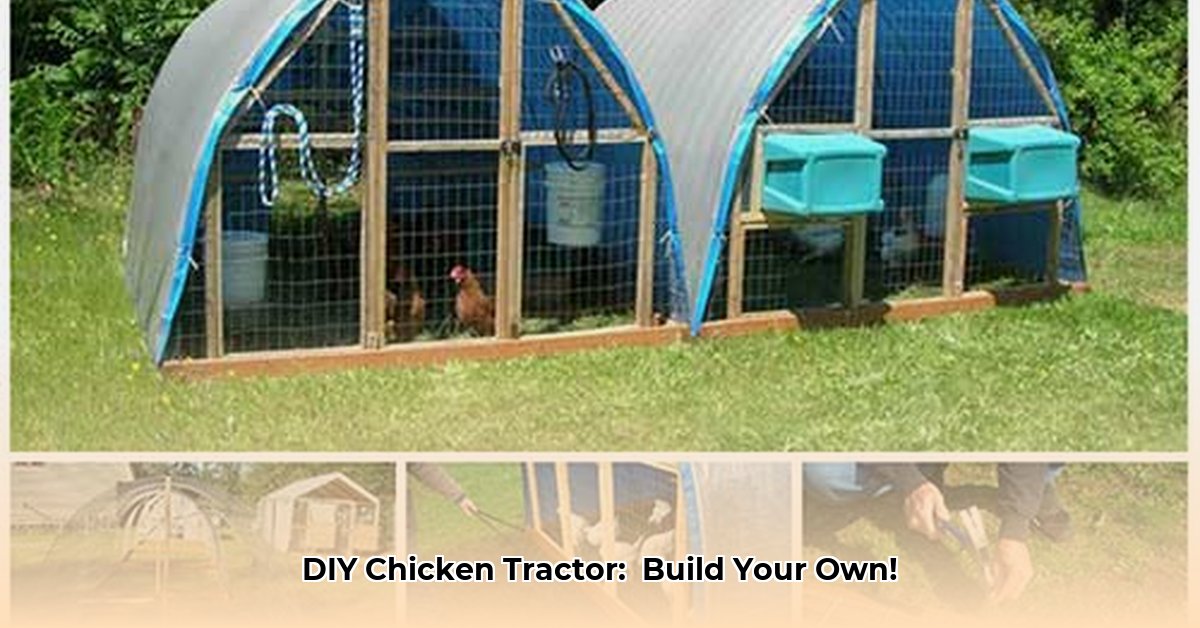 hoop-house-chicken-tractor